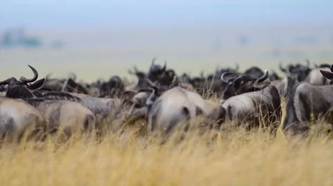 Herd of wildebeest close Stock Footage 60376185