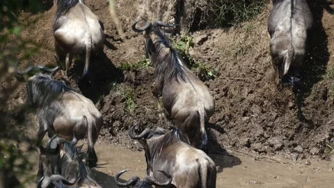 A herd of wildebeest crosses the river during the migration period Stock Footage 101309922