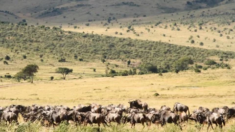A Herd Of wildebeest during great migration In Serengeti Tanzania Video stock 125430067