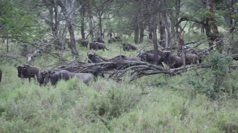 A Herd of Wildebeest Stock Footage 65380360