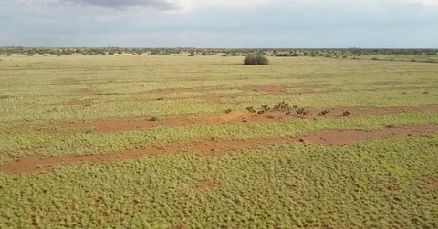 Herd of Wildebeest  Vídeo Stock 81982661