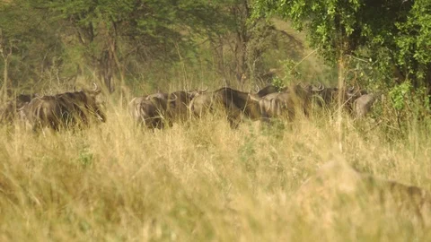 Herd of wildebeest Stock Footage 130090564