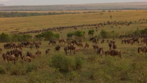Herd of Wildebeest grazing Stock Footage 172426856