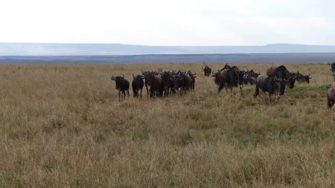 A herd of wildebeest that has just crossed the river during the migration period Stock Footage 101306166