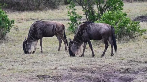 Herd of wildebeest having their lunch in the calm forest Video stock 221911189