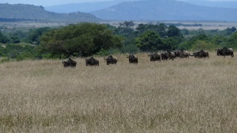 A herd of wildebeest moves in single file across the savannah to the river Stock Footage 100708491