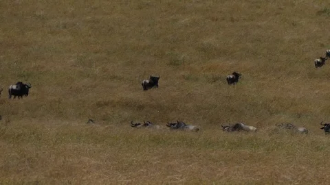A herd of wildebeest moves towards the river during the migration period Stock Footage 100470910