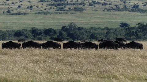 A herd of wildebeest moves towards the river during the migration period Stock Footage 100703820