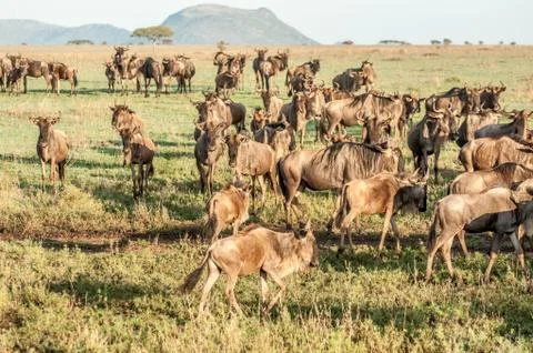 Herd of wildebeest Stock Photos