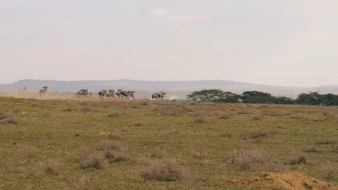 A Herd Of Wildebeest Quickly Escapes From Predators In African Savannah Stock Footage 95948406