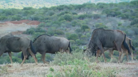 Herd of wildebeest in ranch Stock Footage 54590450