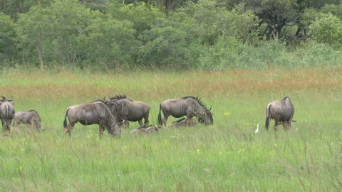 Herd of wildebeest resting and grazing in african bush 25p Stock Footage 301639655