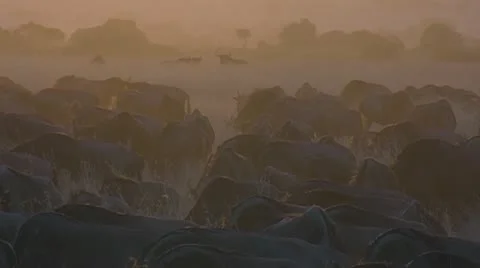Herd of wildebeest snorting Stock Footage