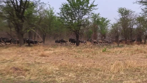 Herd of wildebeest stampeding fast and makes a sharp turn in opposite Stock Footage 333689815