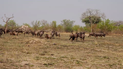 Herd Of Wildebeest Standing And Walking On Grass Stock Footage 236510936