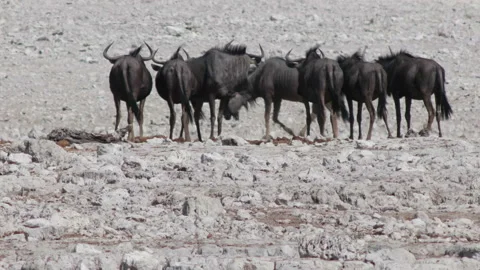 Herd of wildebeest in stone desert Video stock 116258582