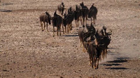 Herd of wildebeest, tracking shot Stock Footage 265023335