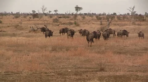 Herd of wildebeest walking Stock Footage 8568683