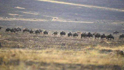 A herd of wildebeest walking on recently burnt grass in the Savannah. Vídeos de archivo 332410390