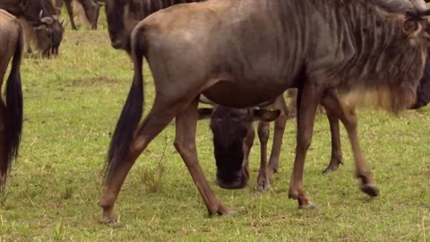 Herd Of Wildebeests In The Savannah Stock Footage 172426823