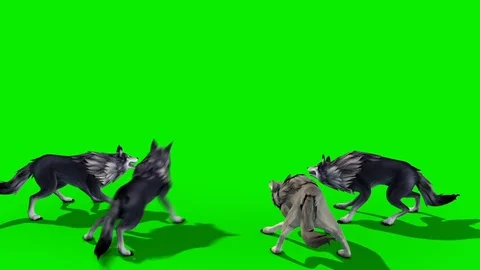 Herd of Wolves Attack Back 3D Rendering Green Screen Animals Vidéo 87915195