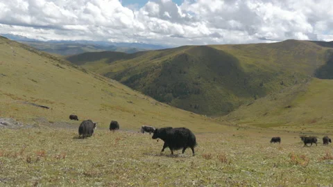 A herd of yachts graze on the hillside grass on the Tibetan steppes, in China Stock Footage 232168605