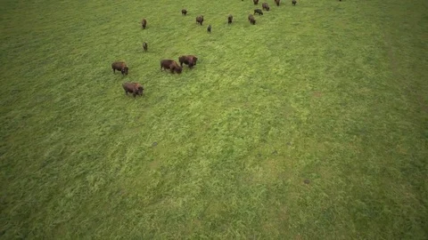 Herd of yak grazing in the field Stock Footage 76005172
