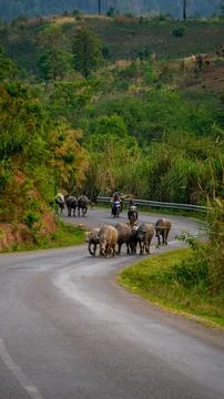Herd of yak on the road, Thakhek loop, Laos Stock Photos