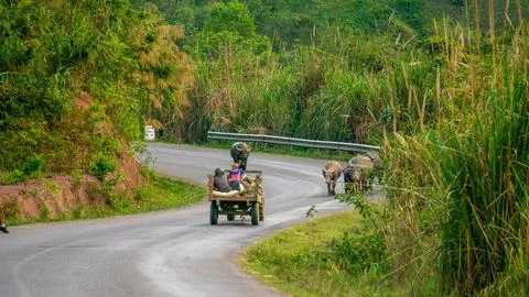 Herd of yak on the road, Thakhek loop, Laos Stock Photos