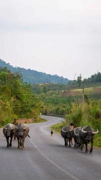 Herd of yak on the road, Thakhek loop, Laos Stock Photos