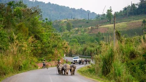 Herd of yak on the road, Thakhek loop, Laos Stock Photos