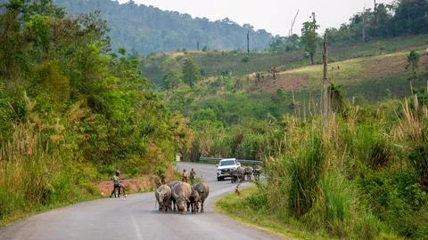Herd of yak on the road, Thakhek loop, Laos Stock Photos