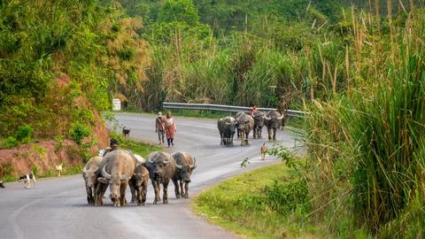 Herd of yak on the road, Thakhek loop, Laos 스톡 사진