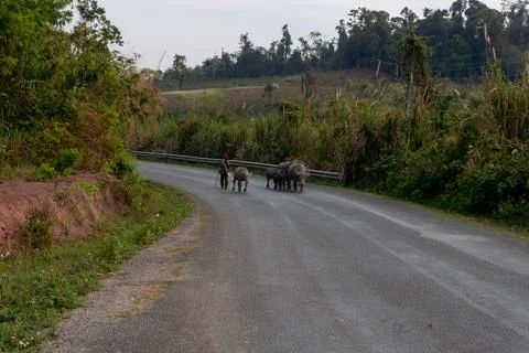 Herd of yak on the road, Thakhek loop, Laos Stock Photos