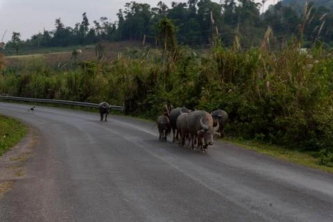 Herd of yak on the road, Thakhek loop, Laos Stock-Fotos