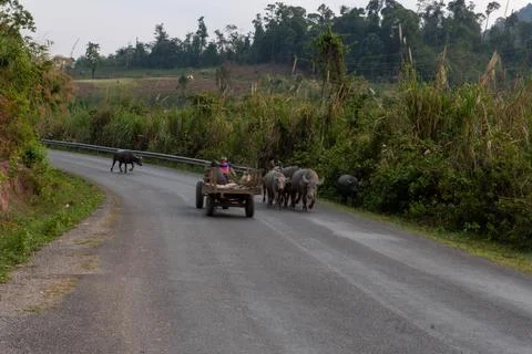 Herd of yak on the road, Thakhek loop, Laos Stock Photos