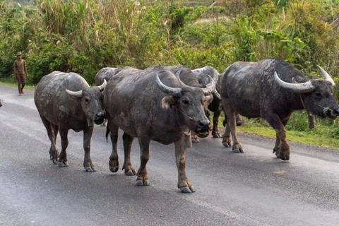 Herd of yak on the road, Thakhek loop, Laos Stock Photos