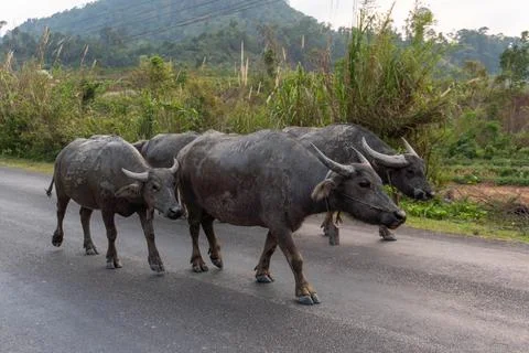 Herd of yak on the road, Thakhek loop, Laos Stock-Fotos