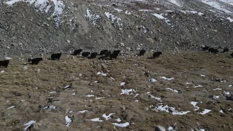 A herd of Yak running in the snow covered mountains in the route to nubra val Video stock 153889934