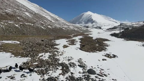 A herd of Yak running in the snow covered mountains in the route to nubra val Stock Footage 153889945