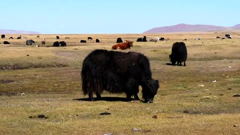 A herd of yaks and cows grazes in the Mongolian steppe. Stock Footage 234965728
