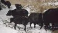 Herd of yaks crosses a pass on a snow covered mountain HD Footage