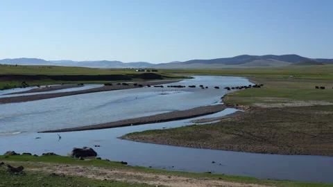 Herd of Yaks Crossing a Shallow River Stock Footage 327218123