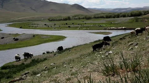 Herd of yaks Видео 520479