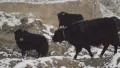 Herd of yaks grazes on a snow covered mountain HD Footage
