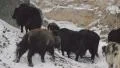 Herd of yaks grazes on a snow covered mountain HD Footage