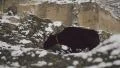 Herd of yaks grazes on a snow covered mountain HD Footage