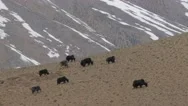 Herd Of Yaks Grazing In Himalaya Mountains,Kibber,Spiti,India Stock Footage