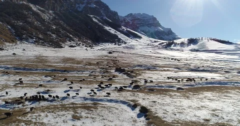 Herd of yaks in the highlands Video stock 85518572