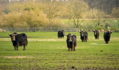Herd of yaks Stock Photos